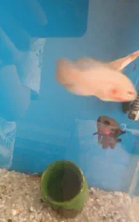 آکواریوم.ماهی و وسایل آکواریوم