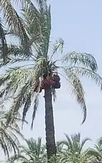 خرما مضافتی بم