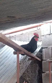 مرغ  و خروس لهستانی