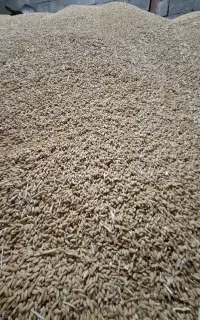 فروش گندم دیم تمیز