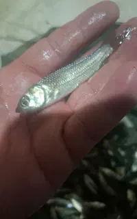 بچه ماهیان گرم ابی