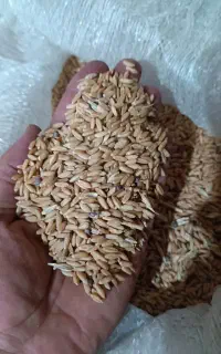 خرید گندم و جو