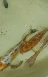 فروش ماهی کوی باله بلند آکواریومی 30سانتی