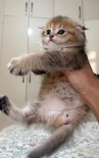 گربه اسکاتیش بلک گلد فولد