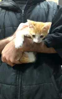 بچه گربه