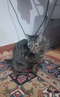 واگذاری گربه