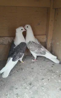 یک جفت کفتر دوکت مور  بدون غلط