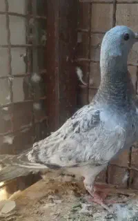 اسباب بازی کبوتر