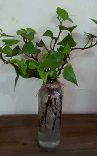 پیچک با گلدون