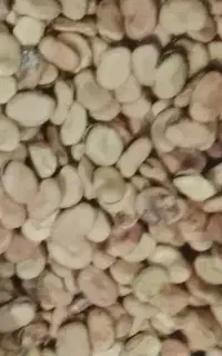 09908128219