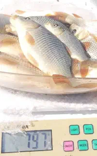 بیگهد کپور آمور