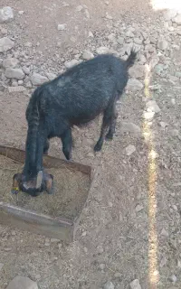 فروش بز