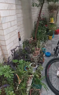 گل مختلف