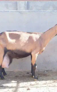 ابغوره فروشی