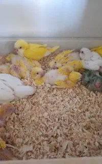جوجه راهب سرلاکی