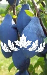 فروش نهال آلو رویال