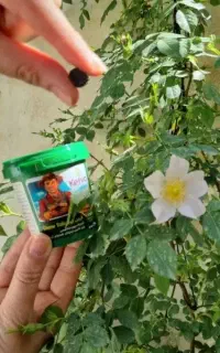 قرص کود برای گل و درخت