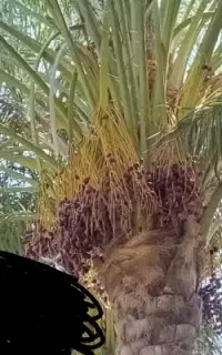 درخت گرازی شمارا میپذیریم