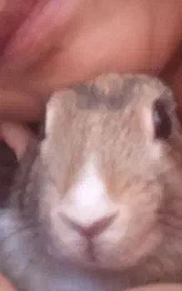 خرگوش بازیگوش