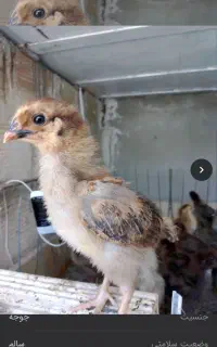 جوجه یک هفته ای