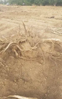 ریشه و کنده درخت گردو مناسب ذغال