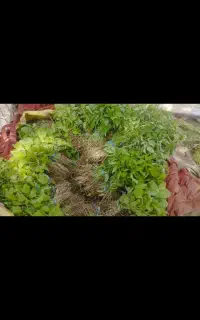 نهال گوجه و بادمجان و فلفل تازه