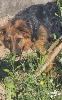 سگ ژرمن