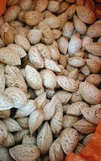 بادام پوست کاغذی و سنگی و مغز بادام