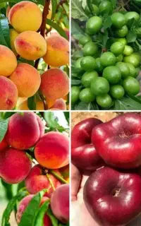 تاثیر شگفت انگیز درختان ما
