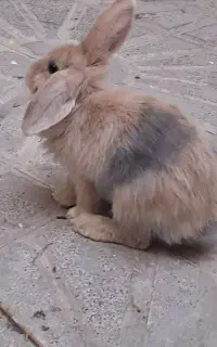 ۲ عدد خرگوش
