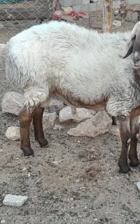 قوچ فروشی