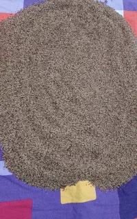بذر یونجه بغدادی