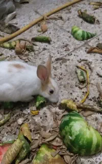 خرگوش نرو ماده