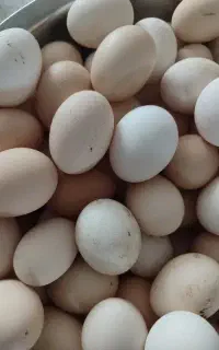 تخم مرغ نطفه محلی گلپایگانی و برهما