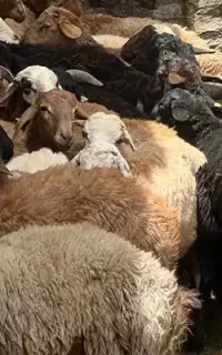 جوان شش ماه زنده دندان سالم