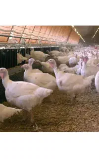 بوقلمون گوشتی ارگانیک