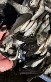 ماهی کپور سیبیل دار کهنداری