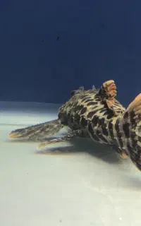 کت فیش (pleco)