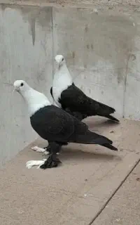 کفتر