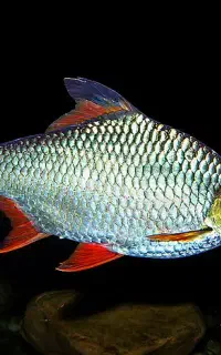 ماهی بارب حلب دم قرمز مولد