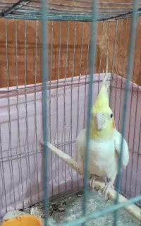 جفت عروس جحت معاوضه