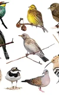 پرنده گم شده