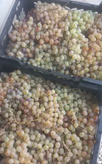 انگور بش درجه یک