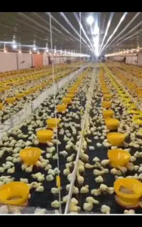 دفتر حمل بار، باربری