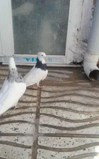 حیوان‌خانگی‌کبوتر