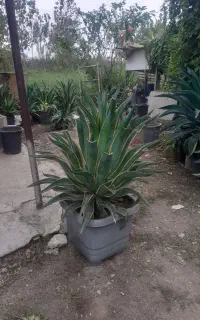 گل آگاو
