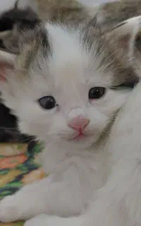واگذاری گربه dsh