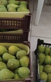 انجیر شیرین ازمیر کیلویی ۱۳۰