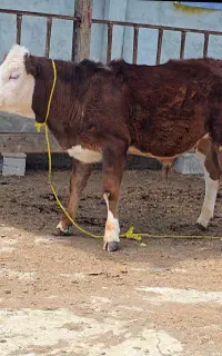 گوساله نر سیمینتال شرابی(خلوص بالا)