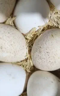تخم بوقلمون برنز امریکایی سینه پهن